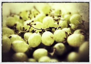 białe-winogrona